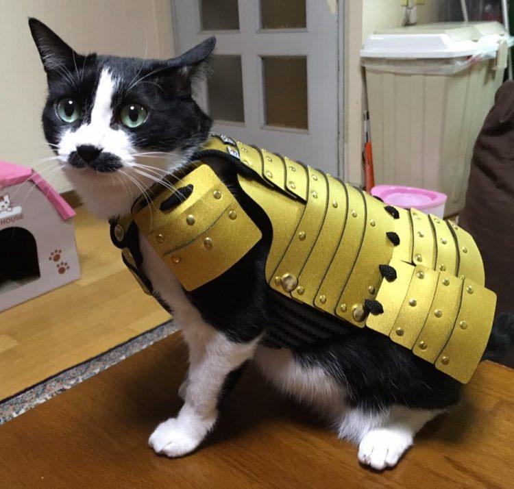 Shiba Inu价格崩溃，因为它看到了关键的支持