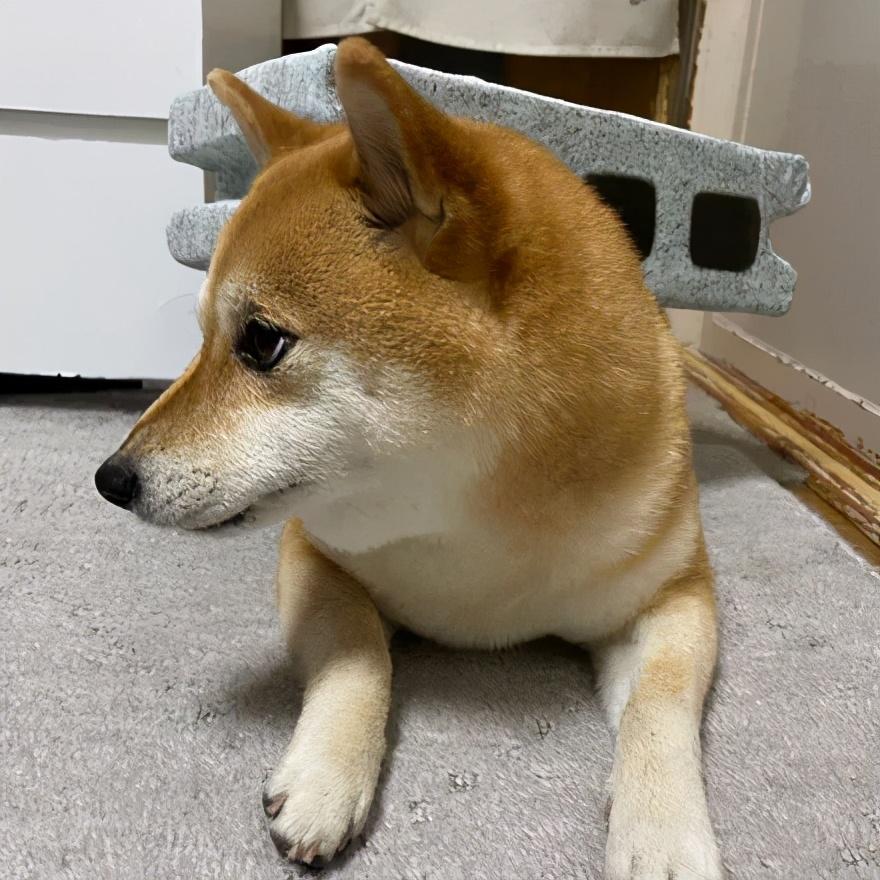 Shiba Inu价格崩溃，因为它看到了关键的支持
