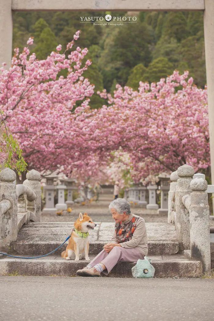 Shiba Inu价格崩溃，因为它看到了关键的支持