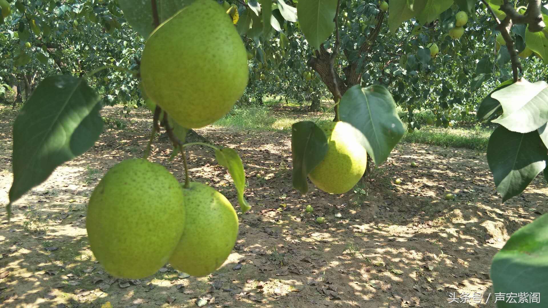 维生素营养食品类型概述