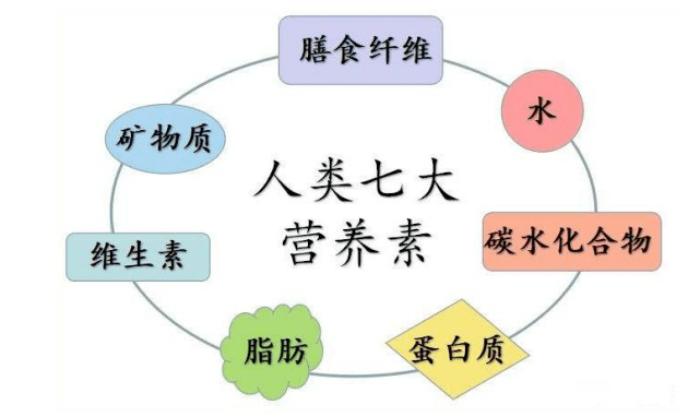 七大营养素，构建健康饮食基石的探索之旅