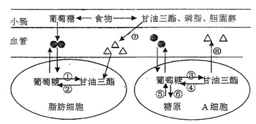 长期高脂饮食对代谢紊乱的影响研究分析