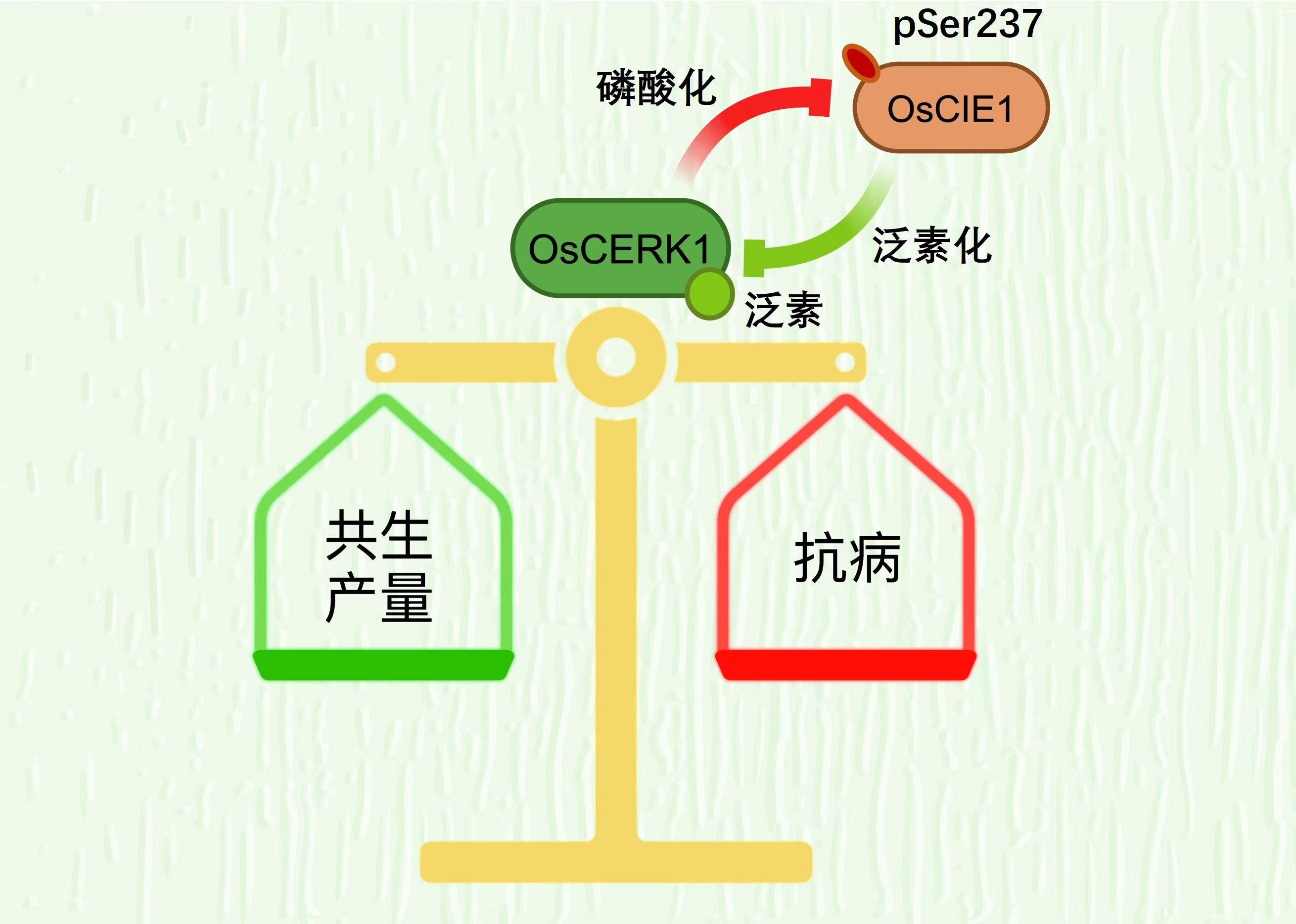 饮食调节助力提升青少年注意力水平