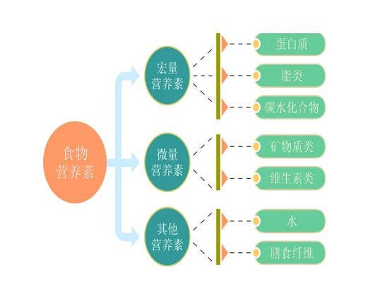 六大食品营养素思维导图，构建健康饮食基石的指南