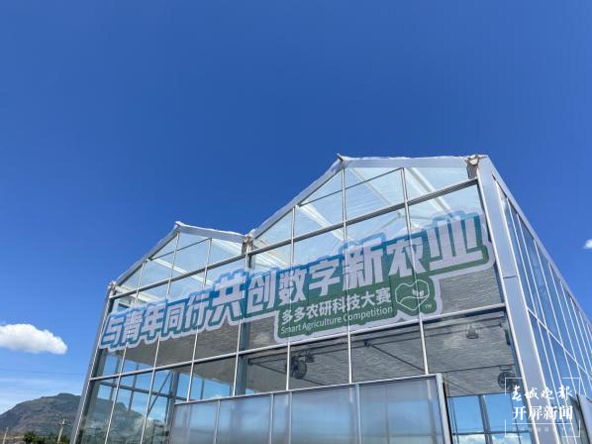 拼多多十大营养食品店面，健康生活的首选平台