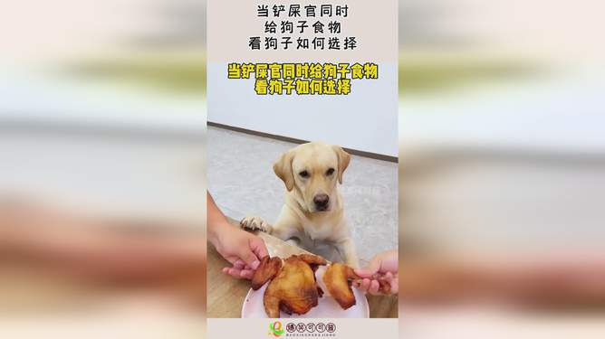 狗子营养食品，关爱宠物健康的不二之选