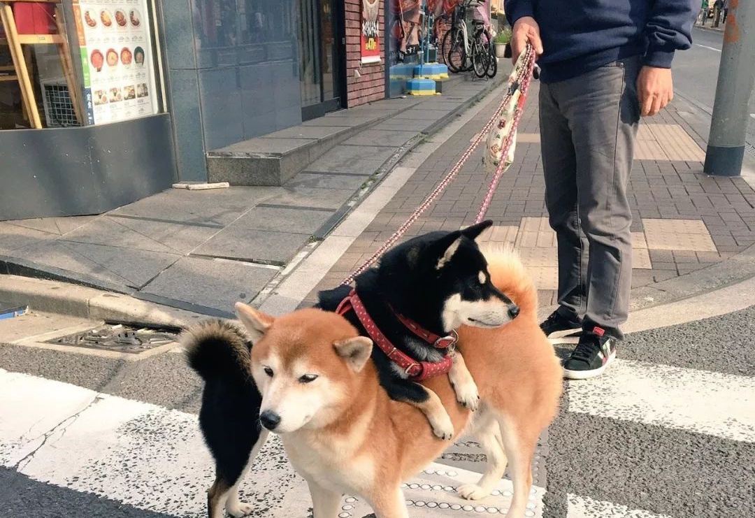 柴犬的Shibarium，突破又一重要里程碑