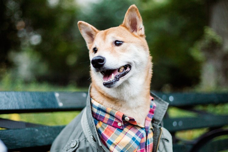 如果比特币达到10万美元，柴犬的价格会达到多高？