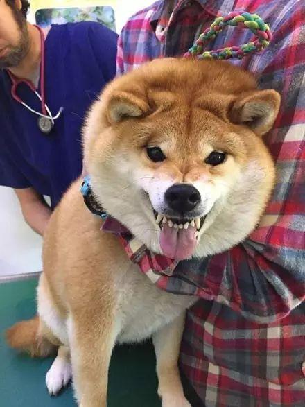 如果比特币达到10万美元，柴犬的价格会达到多高？
