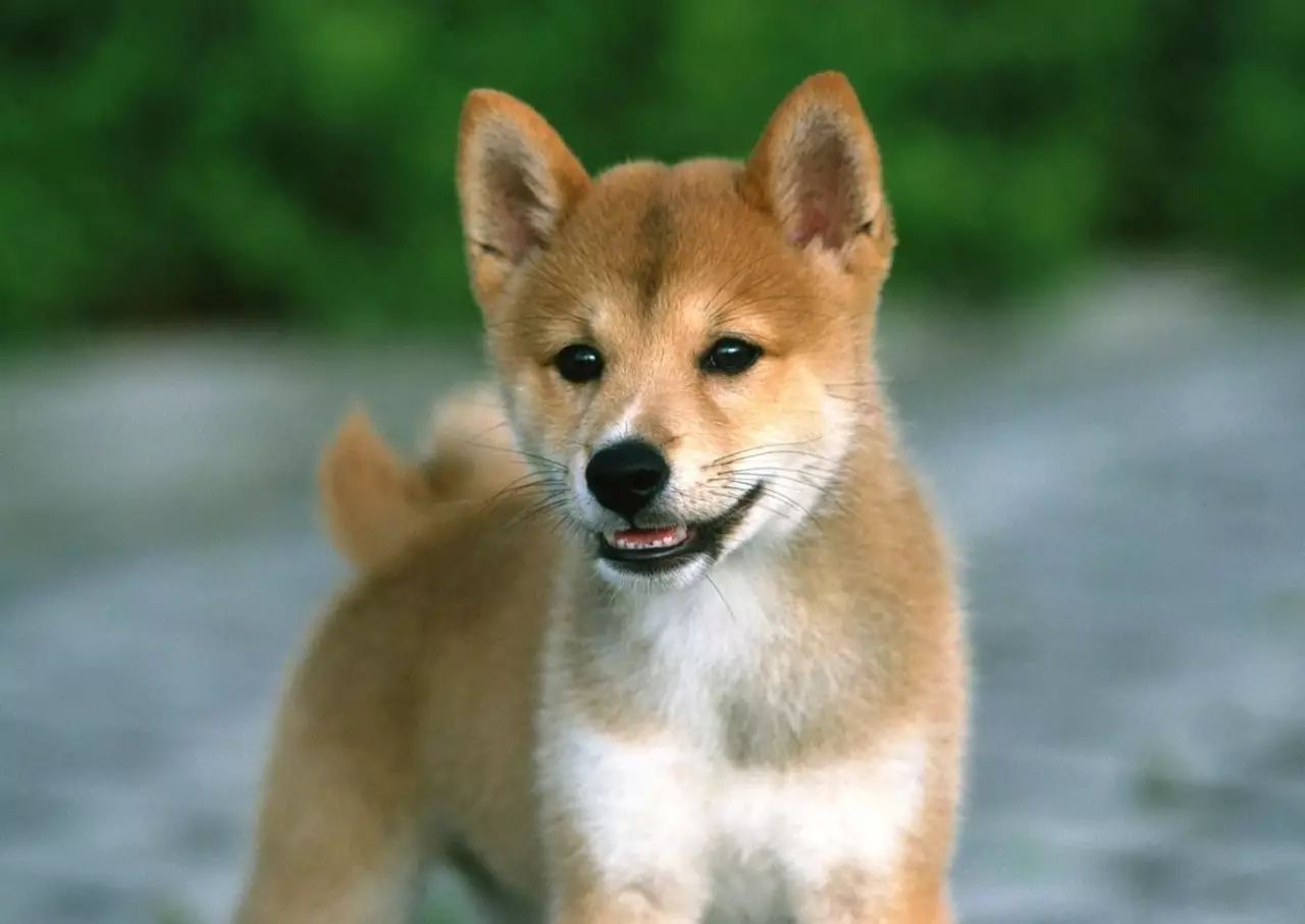 柴犬四月份价格预测：狗模因很快就会回归？