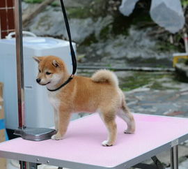 柴犬四月份价格预测：狗模因很快就会回归？