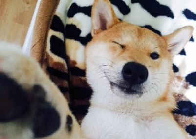 柴犬四月份价格预测：狗模因很快就会回归？