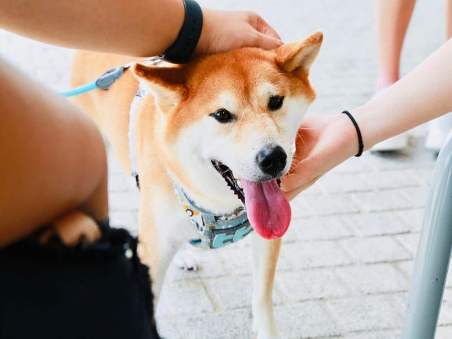 这就是柴犬价格处于进一步下跌边缘的原因