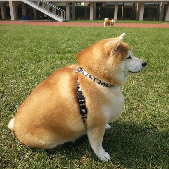 这就是柴犬价格处于进一步下跌边缘的原因
