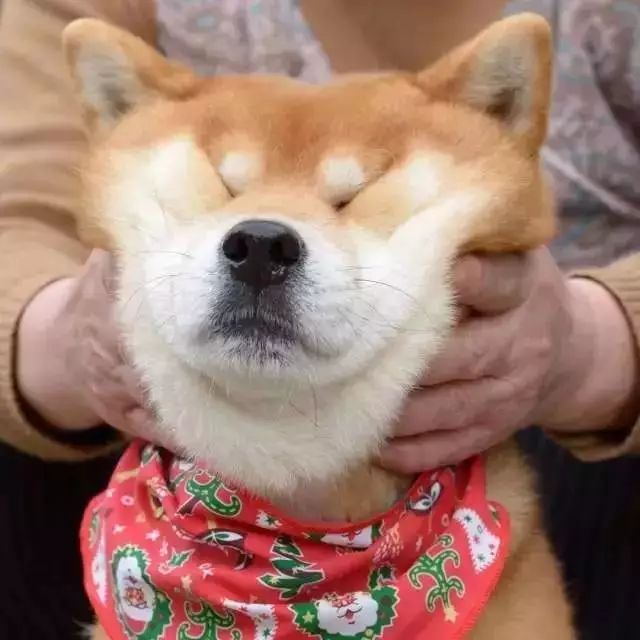 这就是柴犬价格处于进一步下跌边缘的原因