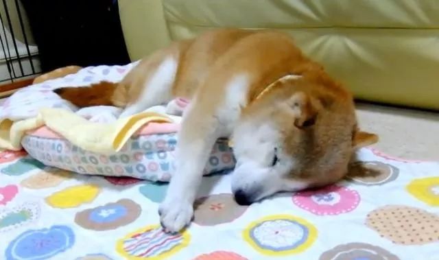 鲸鱼保释，燃烧速度减慢，柴犬进入狗窝