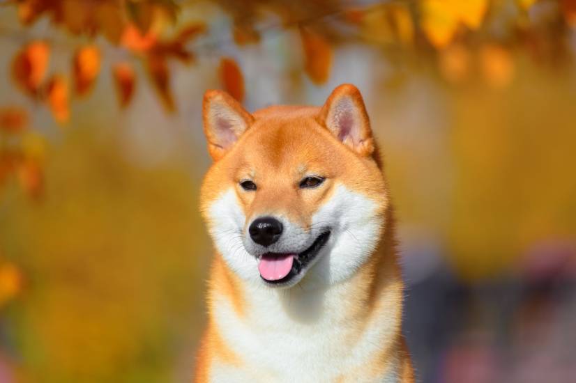 柴犬馆里程碑回顾与展望，柴犬的辉煌历程与未来展望